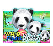 Wild Giant Panda เกมสล็อตธีมหมีแพนด้าสุดน่ารัก ใหม่ 2022